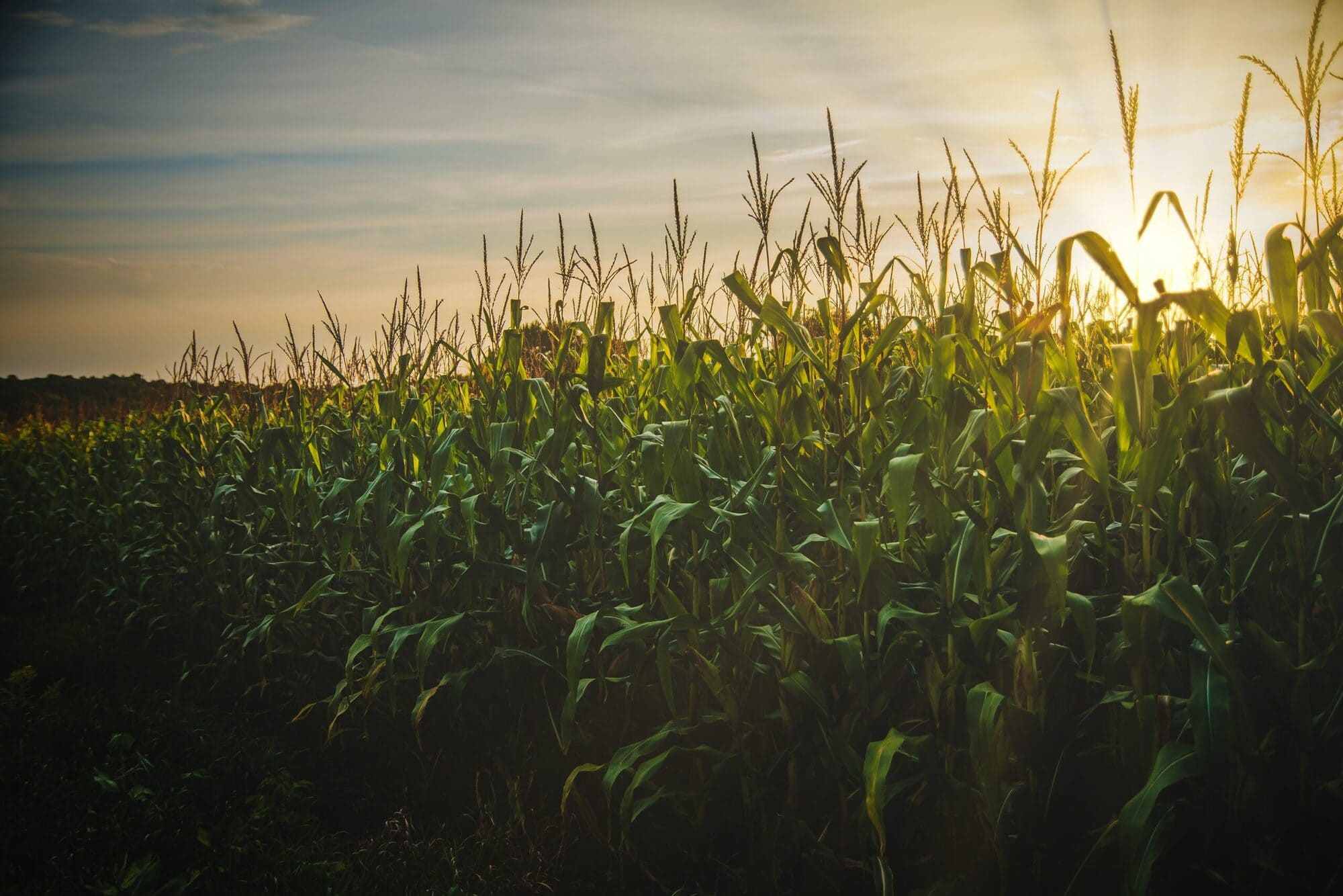 Campo maiz zona actualidad