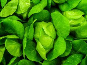 Una buena nutrición en las plantas para que crezcan sanas