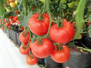 agricultura intensiva de tomates en ambientes controlados y con gran calidad