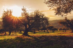 Estrategias de Fertilización y Tratamiento del Olivar con productos bcfertilis de alta calidad