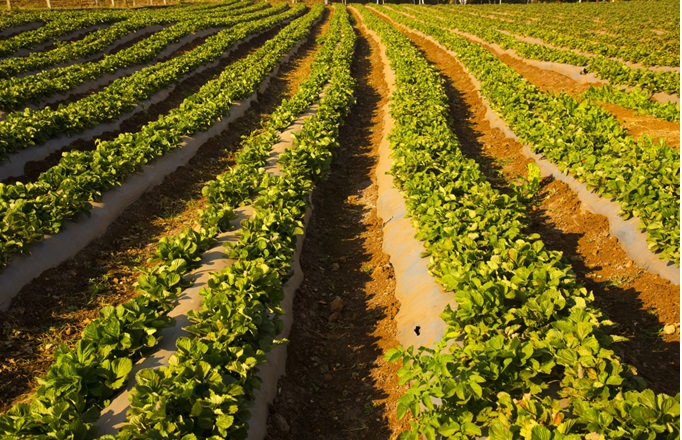 Agricultura campo de fresas bcfertilis
